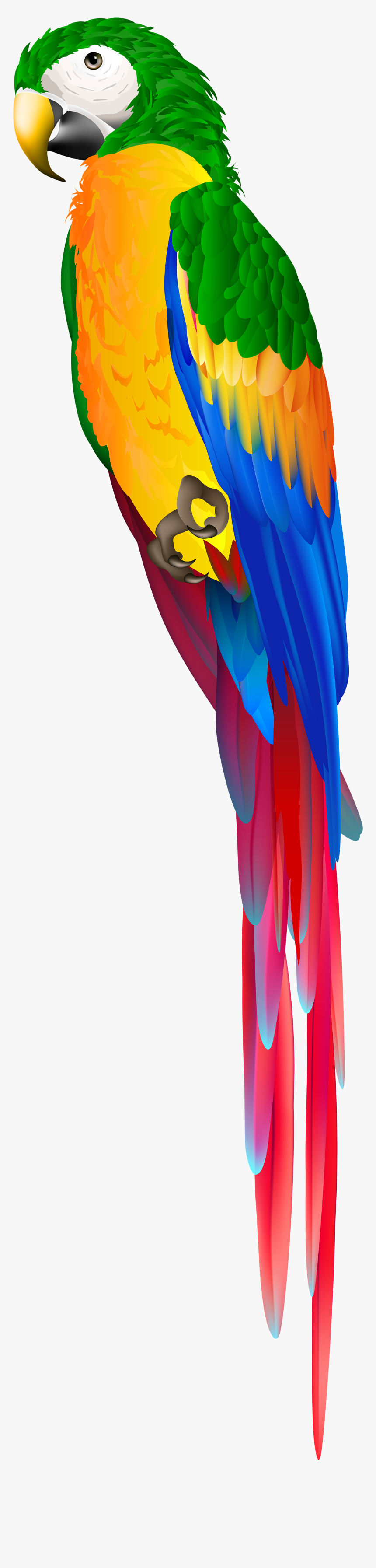 Red Parrot Png Clipart , Png Download - Macaw, Transparent Png