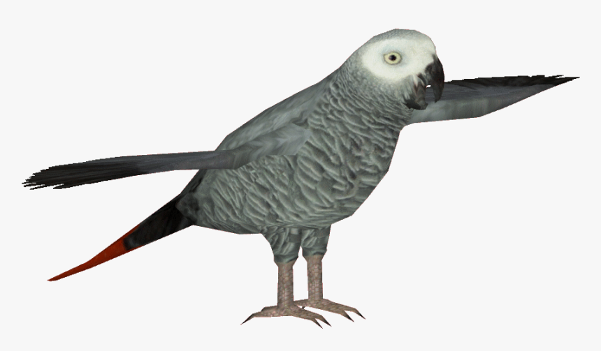 African Grey Parrot Clipart Transparent - African Grey, HD Png Download