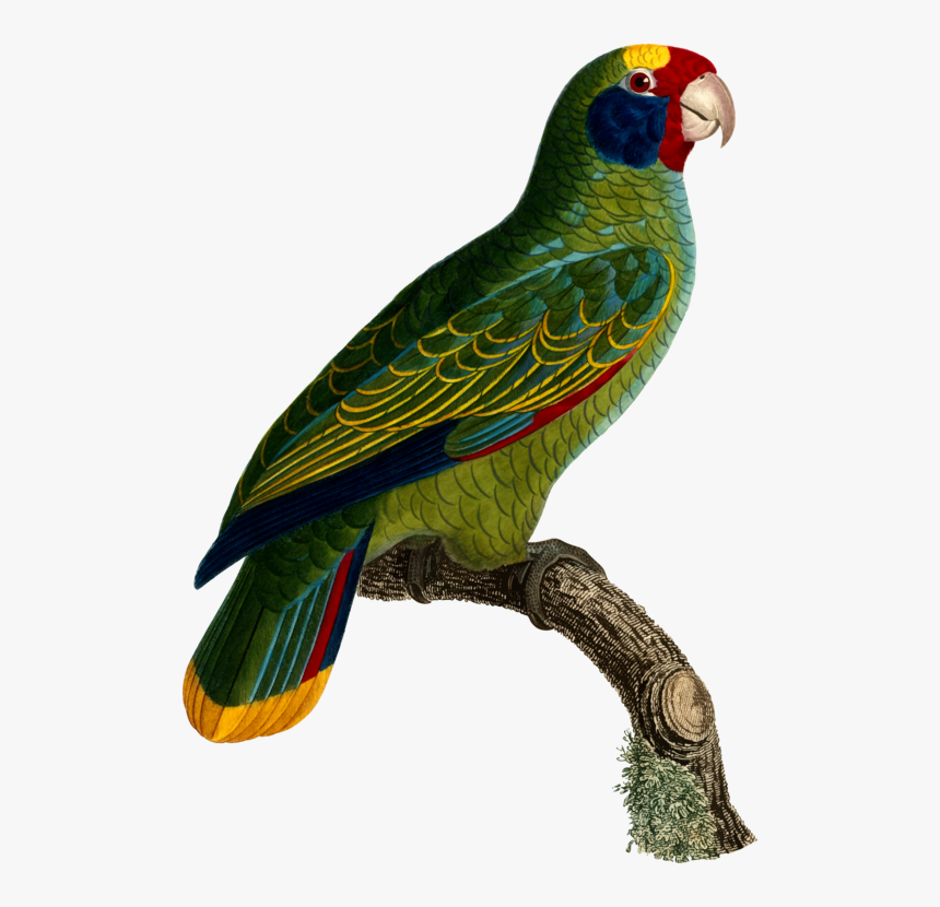Macaw,parrot,lorikeet - Parrot, HD Png Download