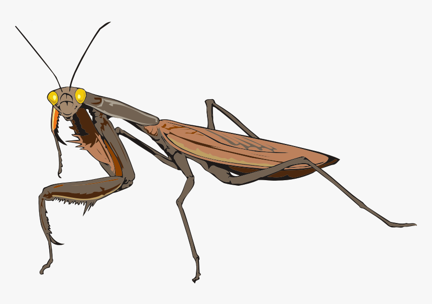 Praying Mantis - Insectes Png, Transparent Png