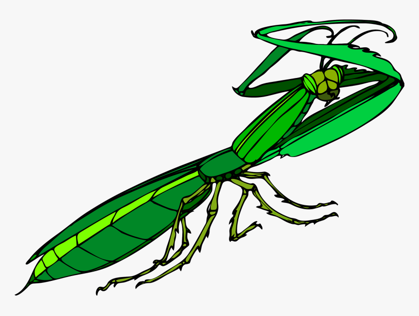 Praying Mantis Vector, HD Png Download