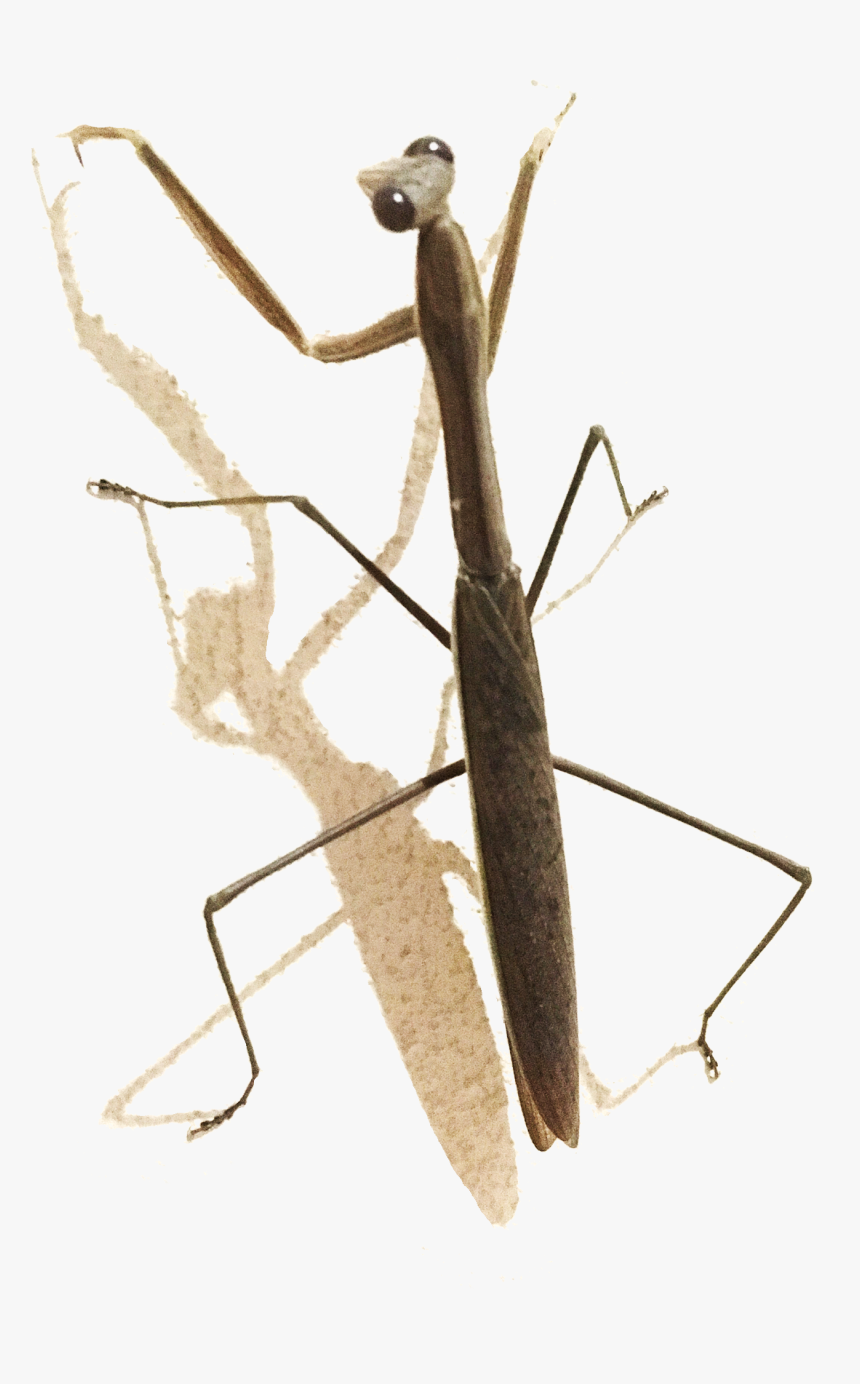 Mantidae, HD Png Download