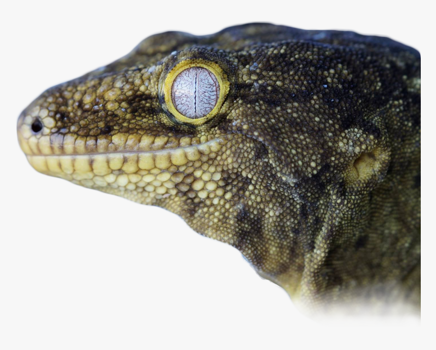 Dragon Lizard, HD Png Download