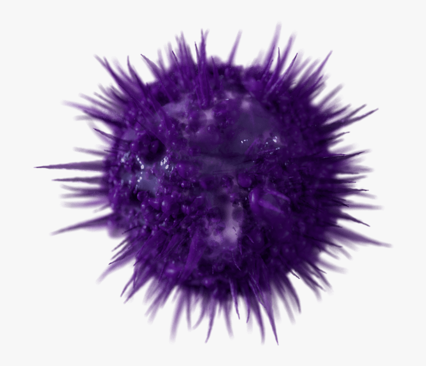 Sea Urchin, HD Png Download