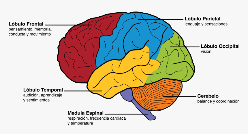 Brain Parts And Functions, HD Png Download