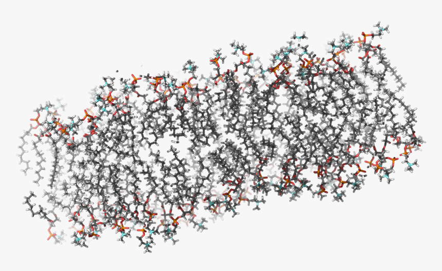 King Penguin, HD Png Download