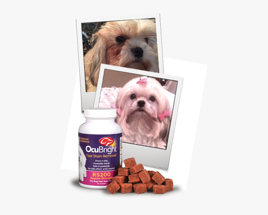 Tear Stain Page Image - Companion Dog, HD Png Download