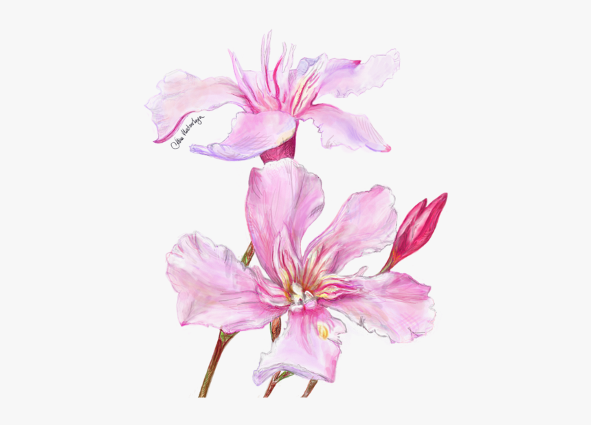 Lily, HD Png Download