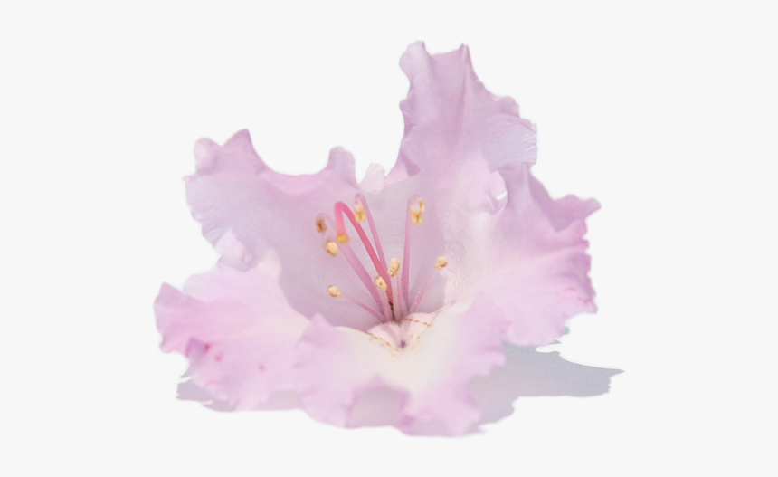 Flower Print Transparent Background, HD Png Download