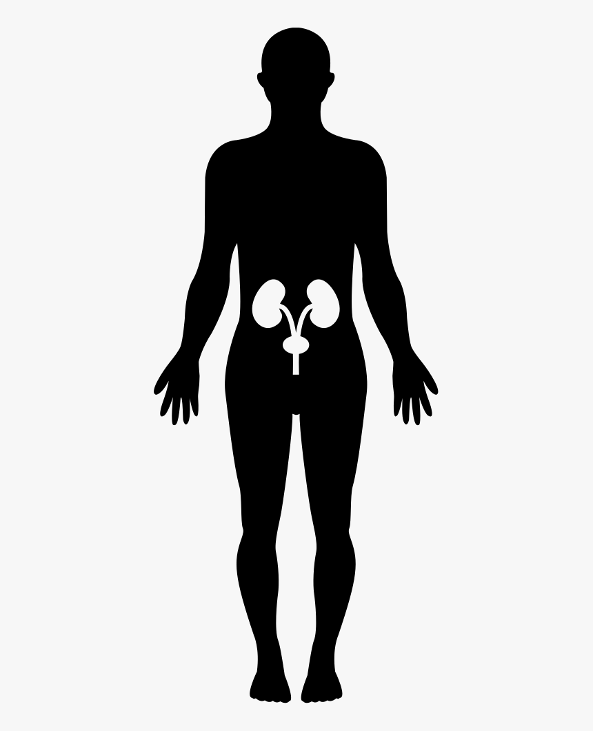 Human Hips Bones Inside A Standing Male Body Black - Silueta De Un Ser Humano, HD Png Download