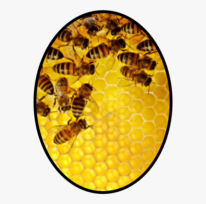 Cartel De Las Abejas, HD Png Download