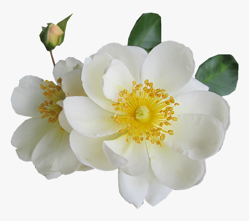Rosa Blanco De Luto Transparente, HD Png Download