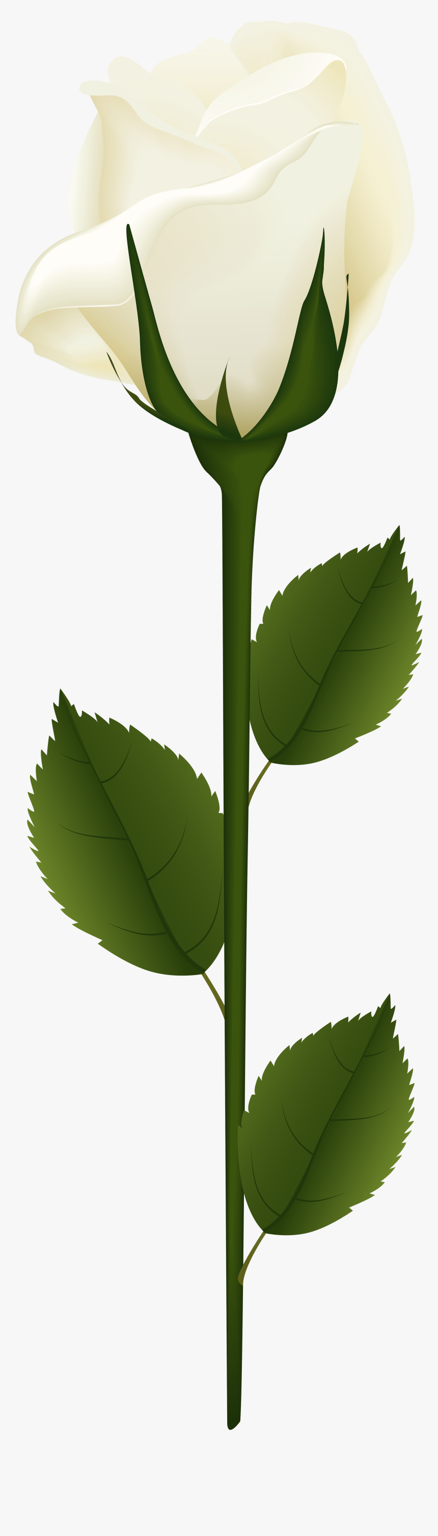 White Rose Png Clip Art - Thank You For Your Sympathy Flowers, Transparent Png