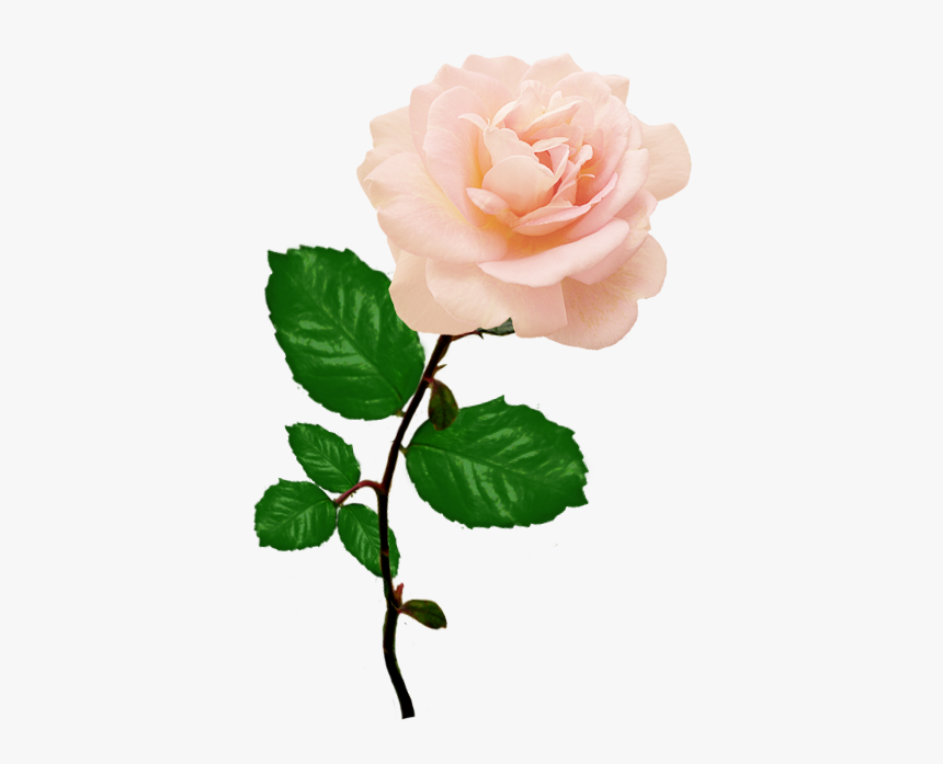 Pink Rose Picture With Long Stalk Leaves - Pink Rose Png Transparent, Png Download