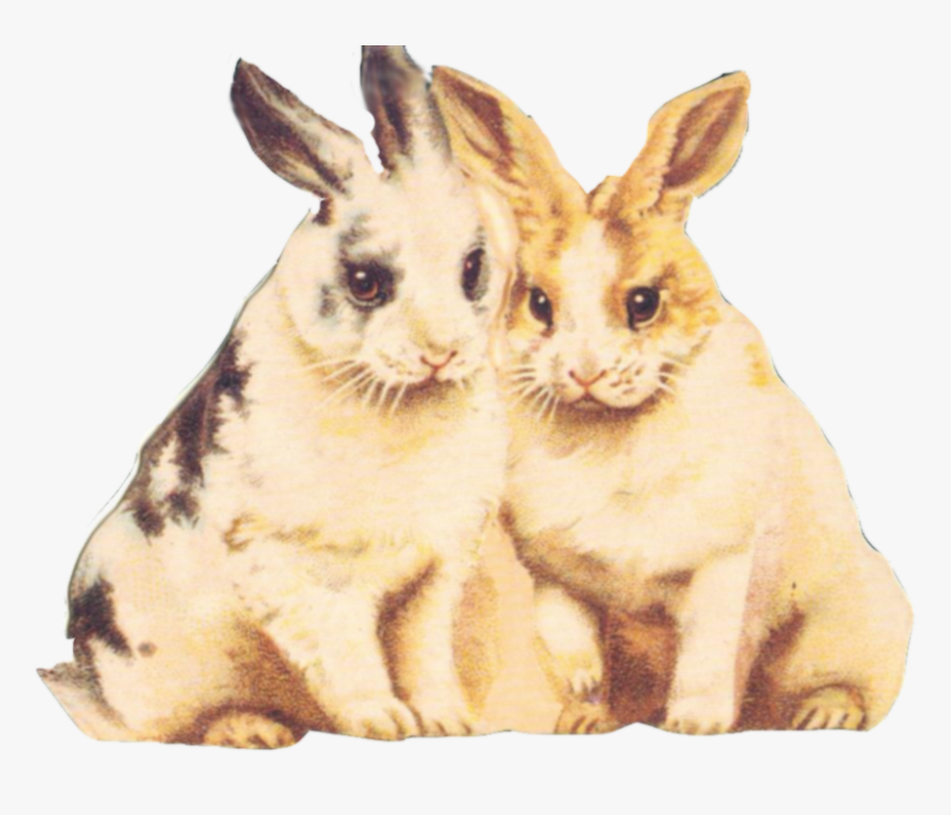 Rabbit Clipart Fur - Clip Art, HD Png Download