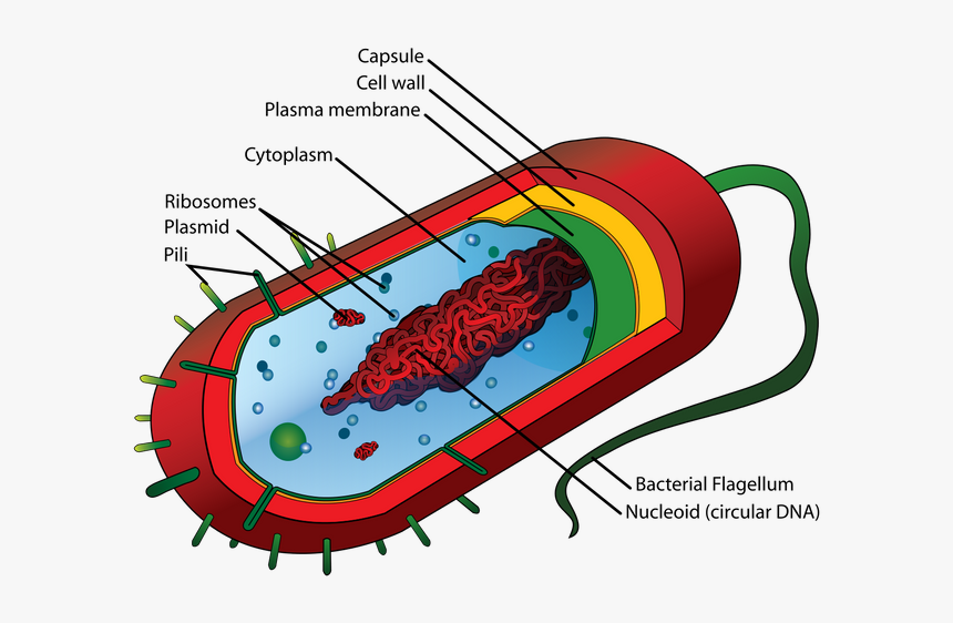 Average Prokaryote Cell- En - Structure Of Bacteria, HD Png Download