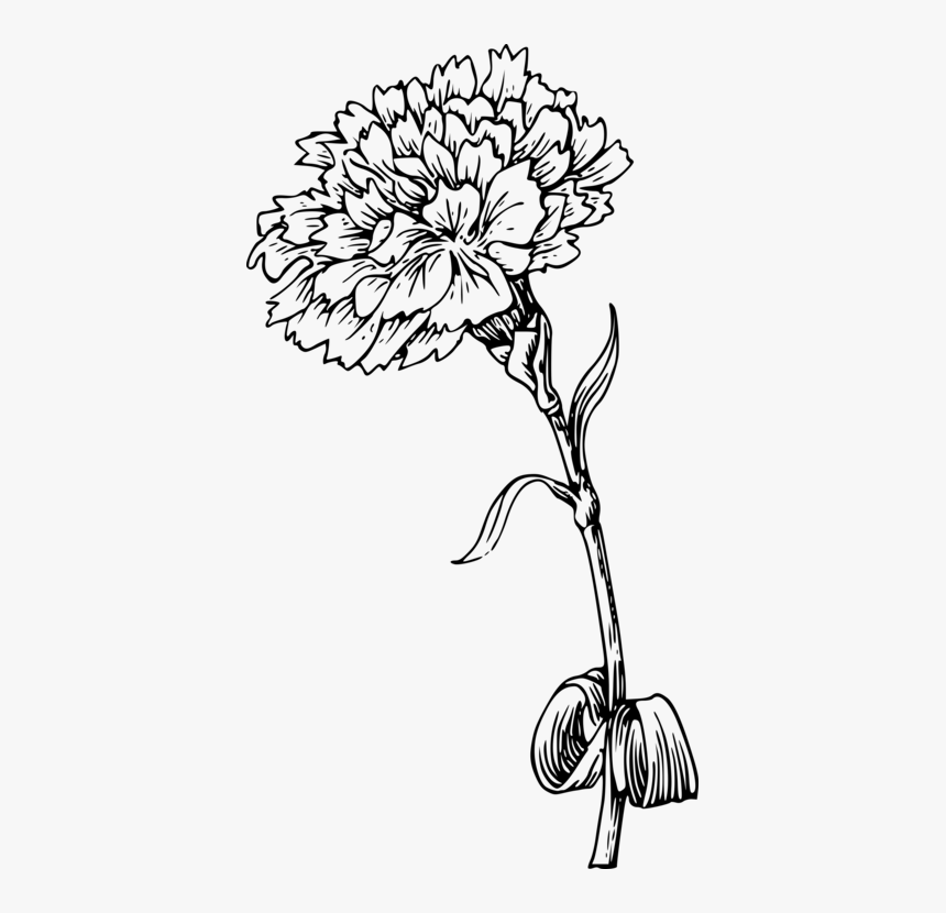 Monochrome Photography,petal,cut Flowers - Marigold Black And White, HD Png Download