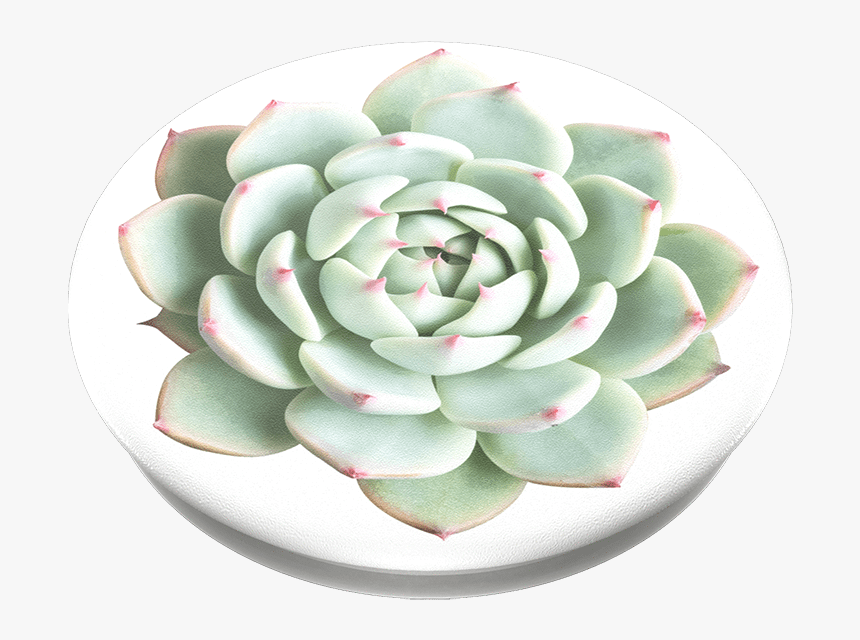 You Succulent, Popsockets - Care For Echeveria, HD Png Download