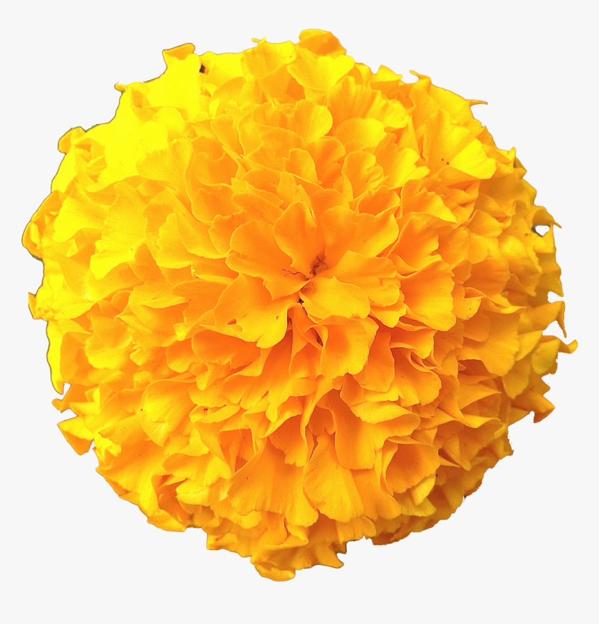 Clip Art Flowers Pic - Transparent Marigold Flower Png, Png Download