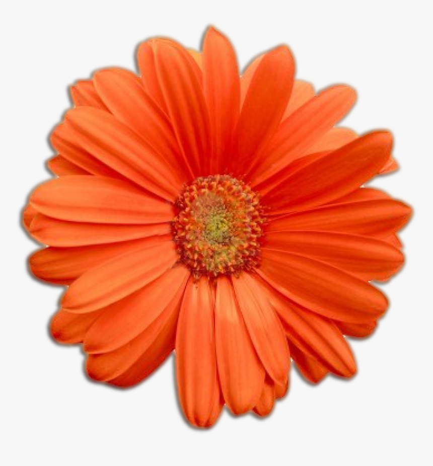 Flowerpower - Real Flowers Png, Transparent Png