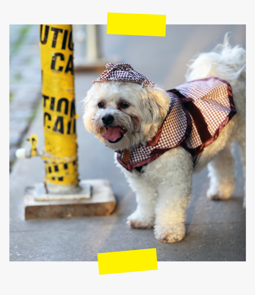 Sherlocktape - Companion Dog, HD Png Download