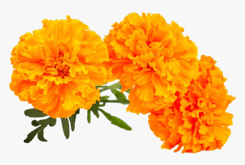 Marigold Png - Marigold Flower Png, Transparent Png