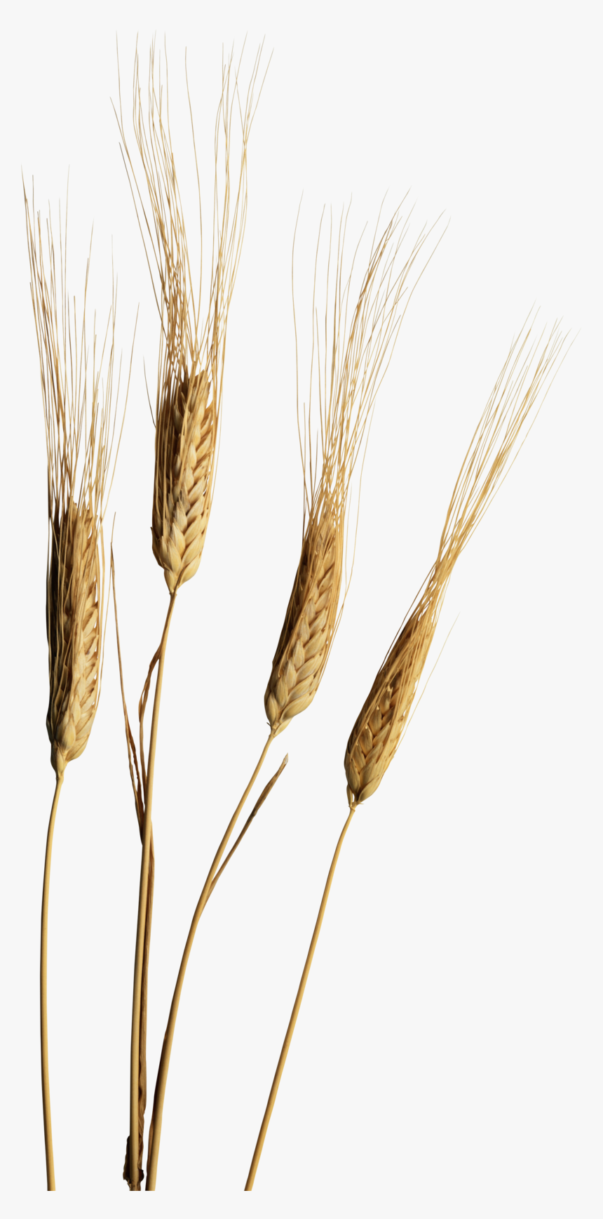Колоски Растения Png, Transparent Png