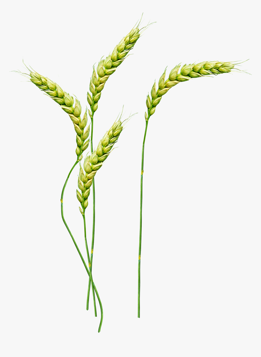 Wheat Png Image - Wheat Plant Font, Transparent Png