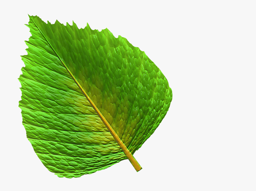 Hoja, Verde, Hoja Verde, Planta, Hojas - Slippery Elm, HD Png Download