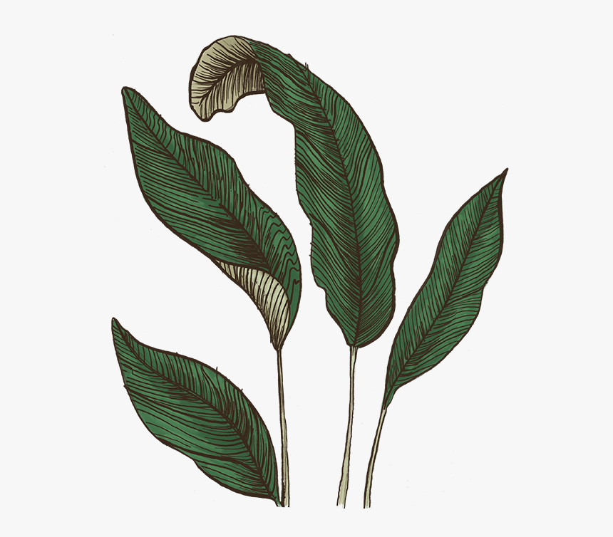 Illustration, HD Png Download