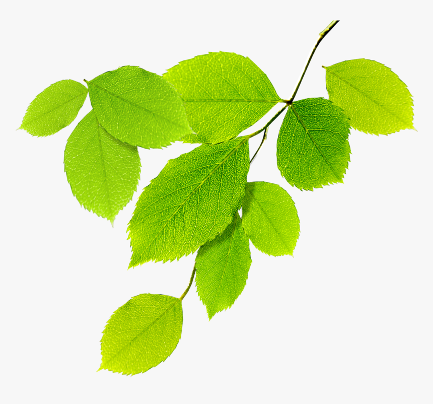 Guias De Hojas Verdes - Natural Leaves Png, Transparent Png