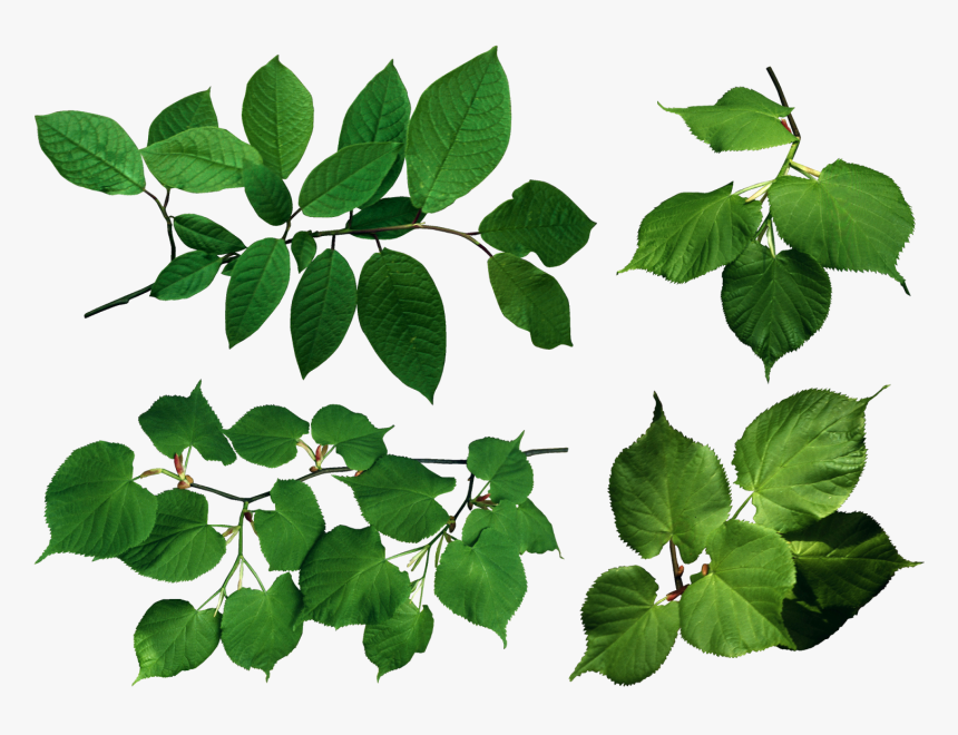 Ветка С Листьями Клипарт, HD Png Download