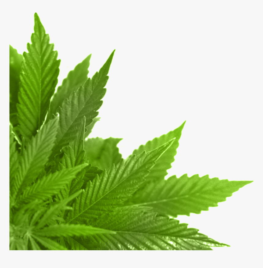 Hoja Verde En La Esquina - Leaf In Png, Transparent Png