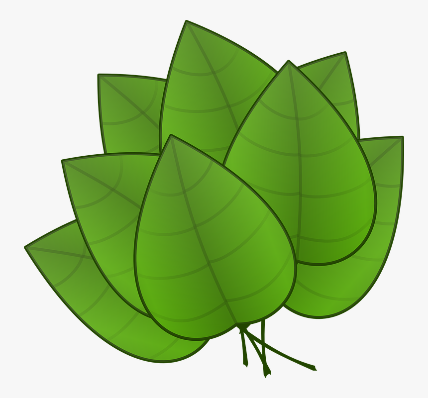 Hojas, Verde, Plantas, Árboles, Órgano, Fotosíntesis - Parts Of Plants Leaves, HD Png Download