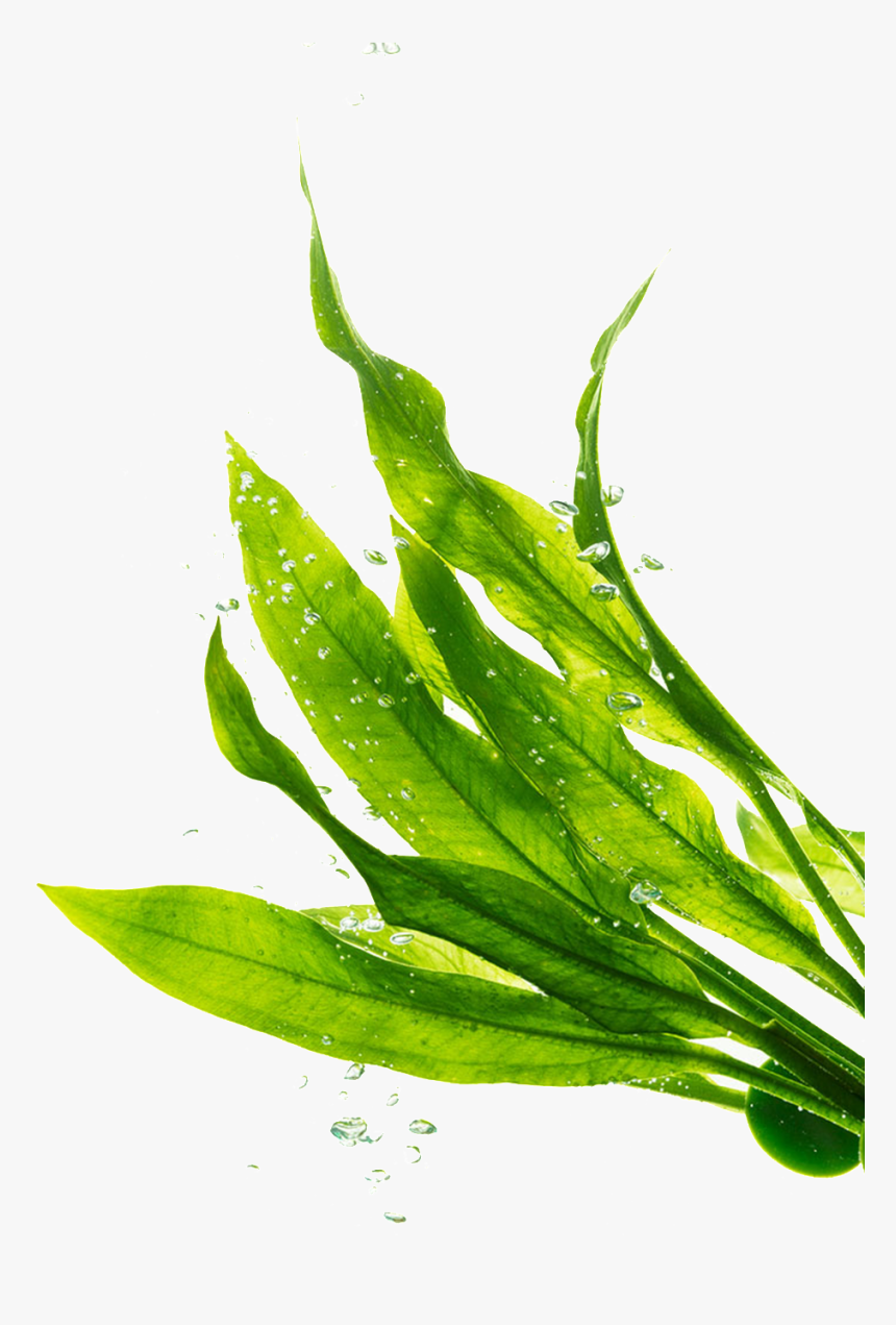 Png Transparente De Hojas Verdes - Seaweed Png, Png Download