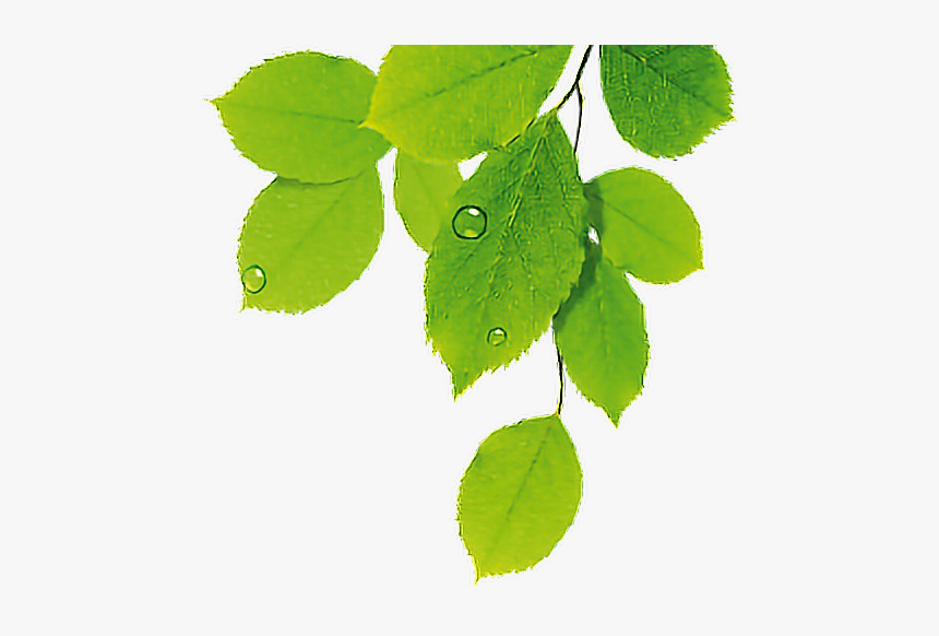#hojas #verde #naturale #freetoedit Za - Hojas De Plantas Png, Transparent Png