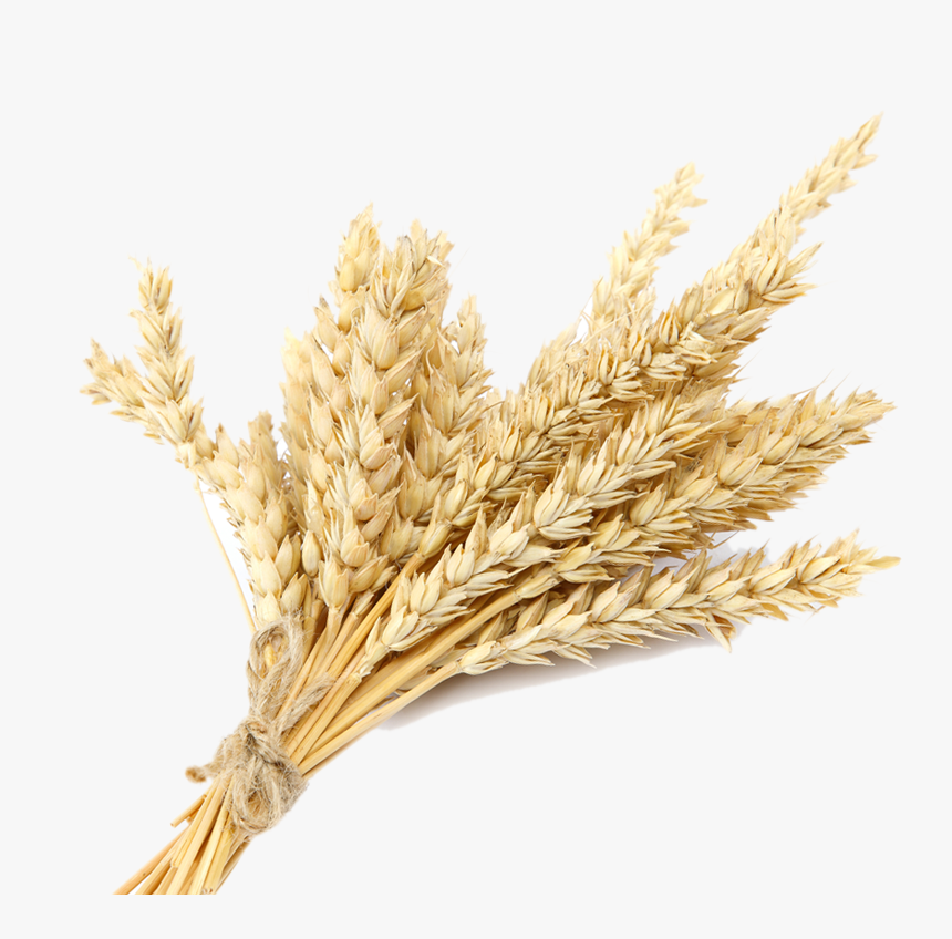 Wheat Plant Png Transparent - Wheat Transparent, Png Download