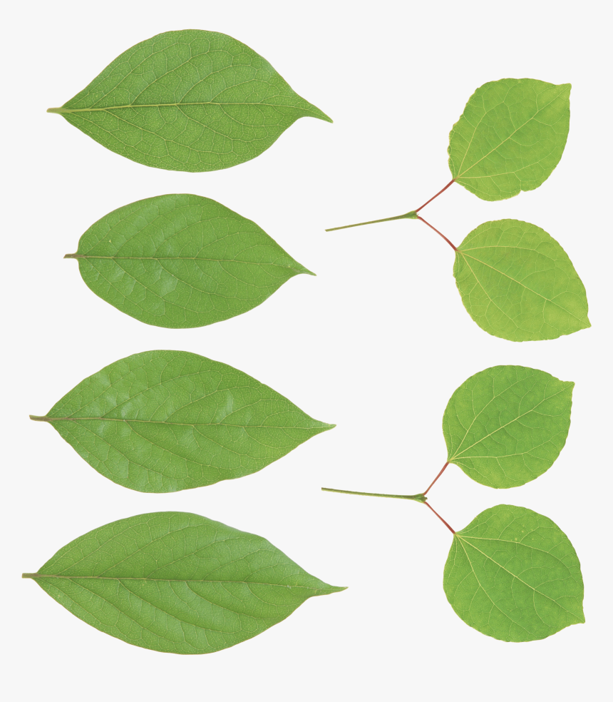 Hojas Verdes - Canoe Birch, HD Png Download
