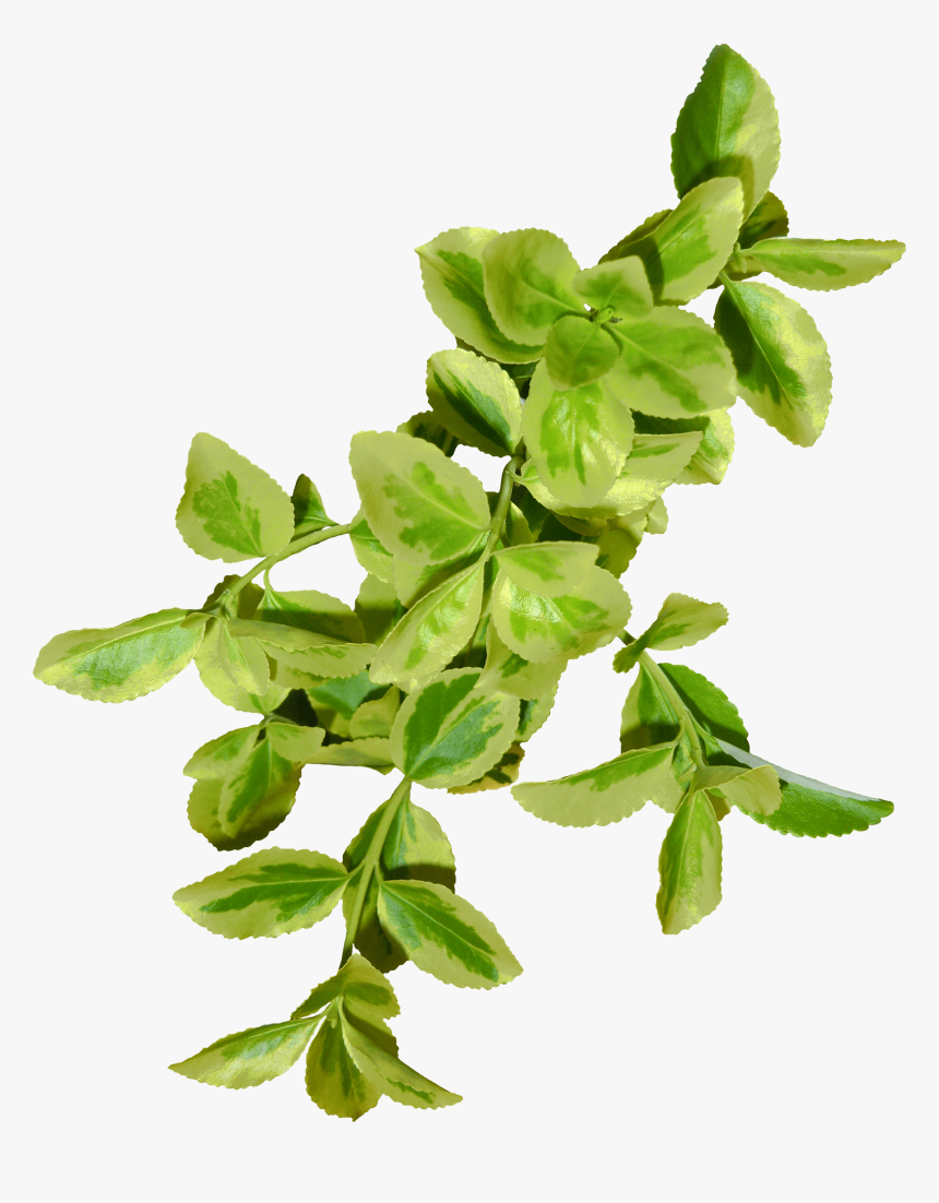 Hojas Verdes - Bay Laurel, HD Png Download