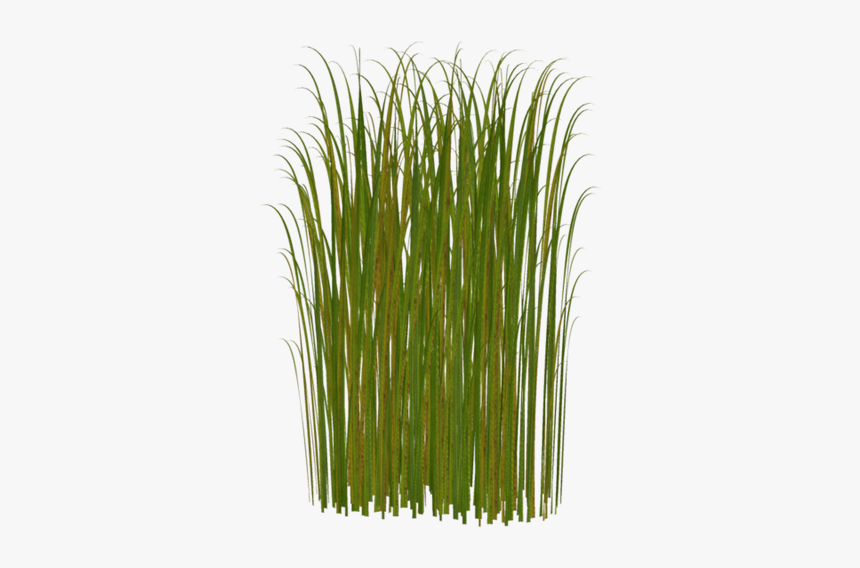 Зеленые Листья Камыша, Болотная Трава, Камыш, Green - Grass Clipart, HD Png Download