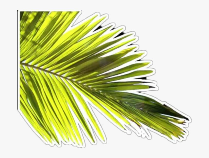 Transparent Plantas Png - Alisha Marie's Phone Background, Png Download