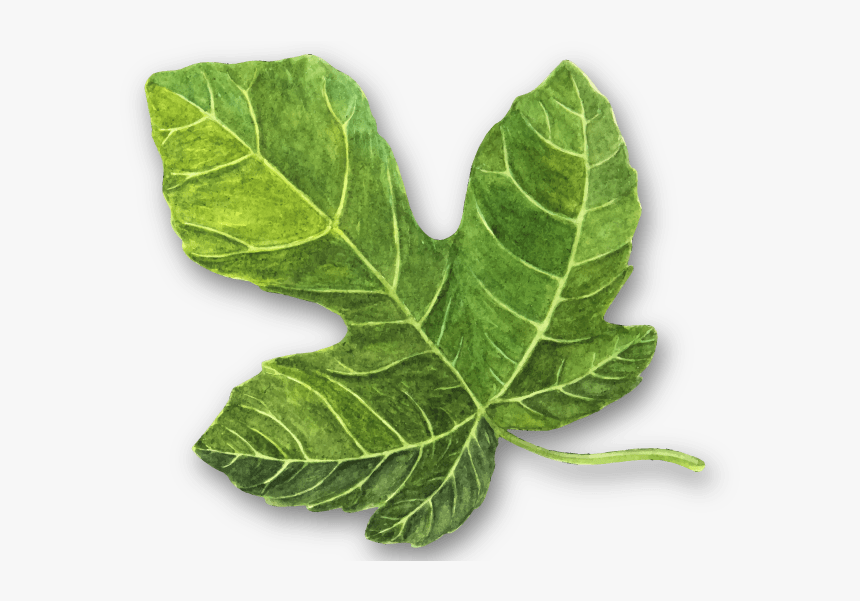 Rev Hojas3 - Chard, HD Png Download