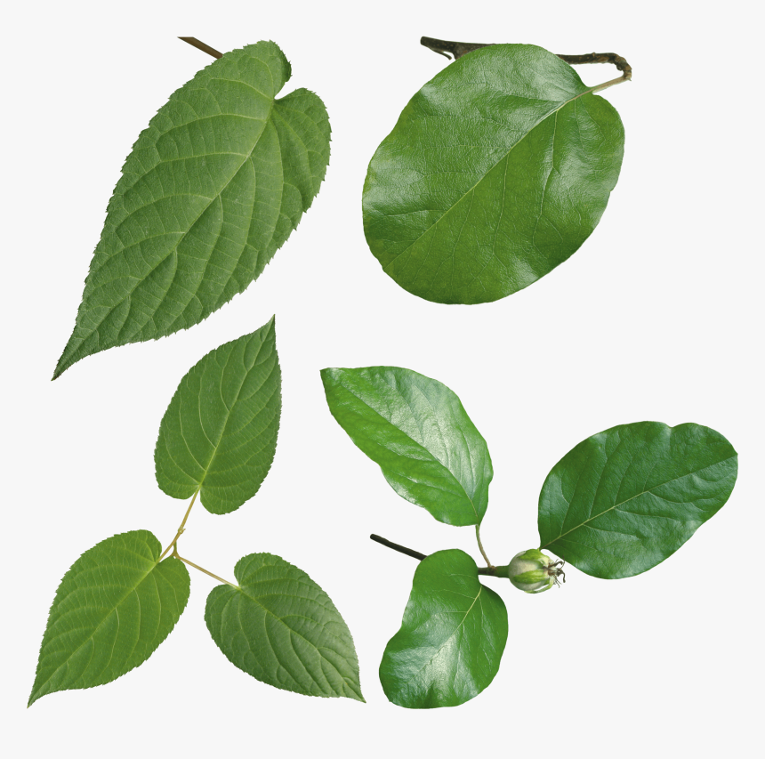 Hojas Verdes - Sweet Birch, HD Png Download