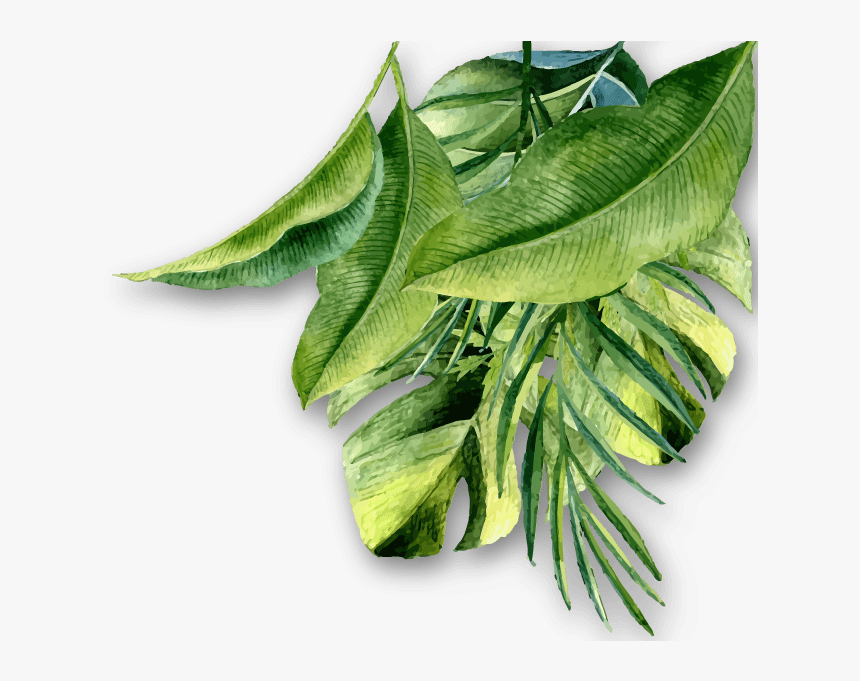 Rev Hojas - Aloe, HD Png Download