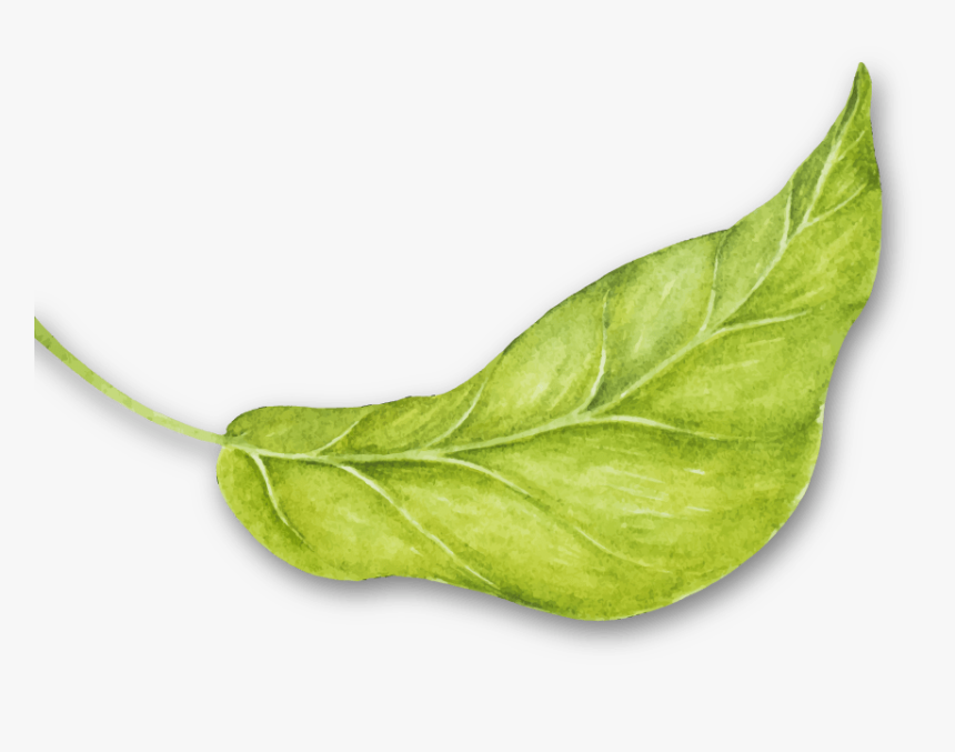 Rev Hojas4 - Arugula, HD Png Download