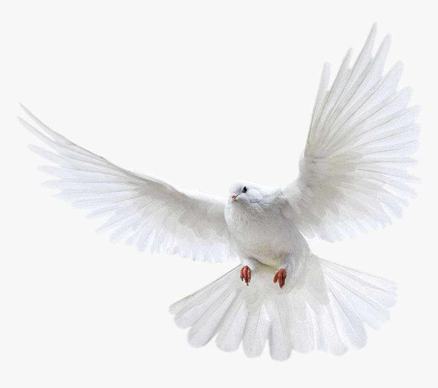 Pomba Pigeon Png Transparent Png Transparent Png Image Pngitem