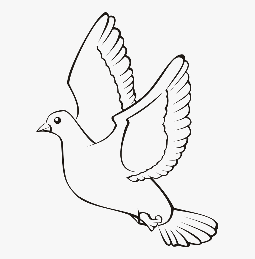Transparent Bird Outline Png - Tortola Para Colorear, Png Download