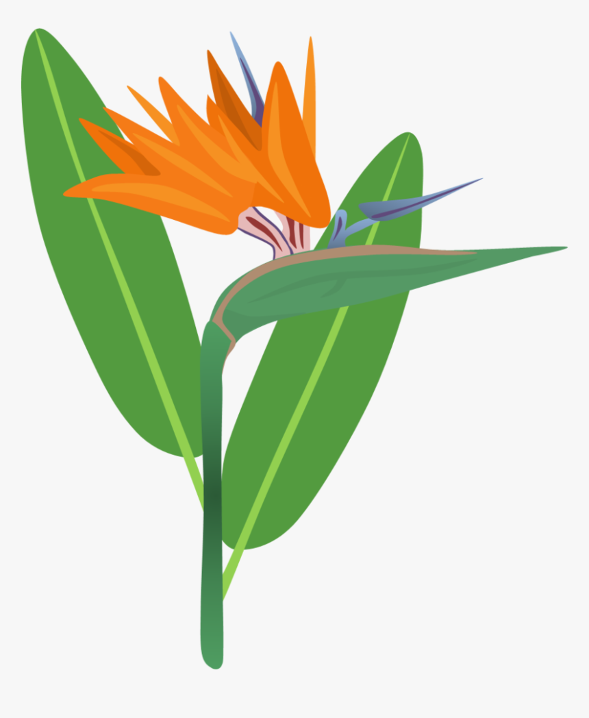 Bird Of Flower Png For Free - Bird Of Paradise Clipart Png, Transparent Png