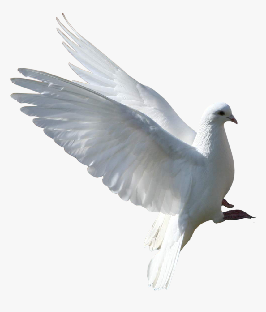 Pomba - 乳 鸽 Png, Transparent Png