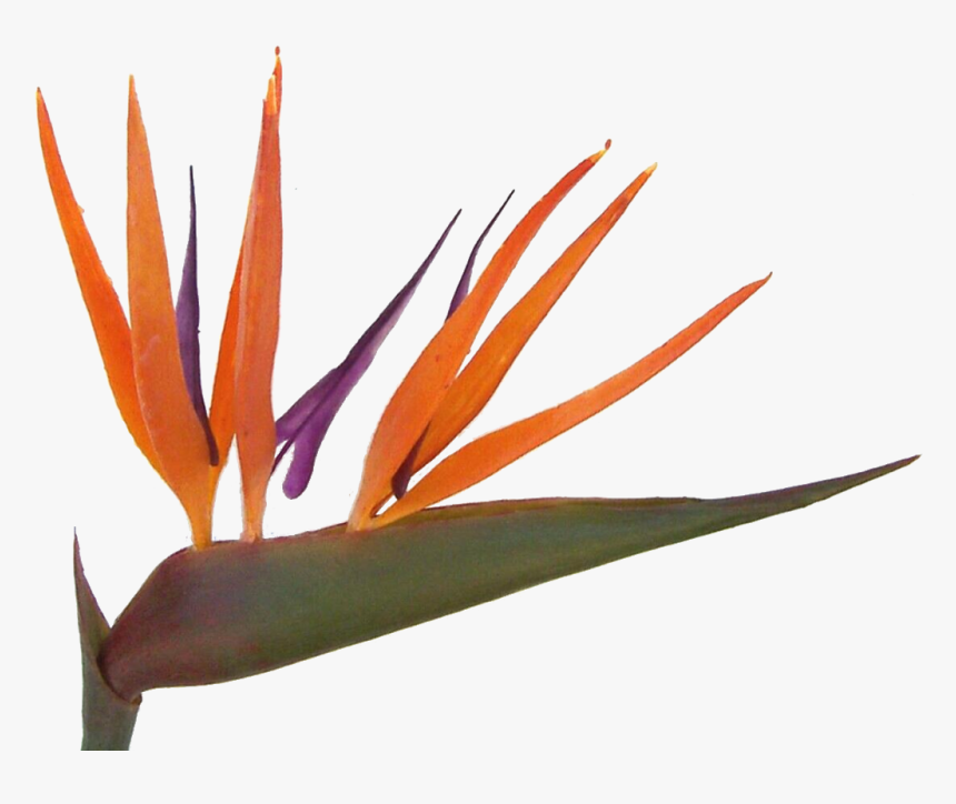 Transparent Bird Of Paradise Plant Png - Bird Of Paradise, Png Download